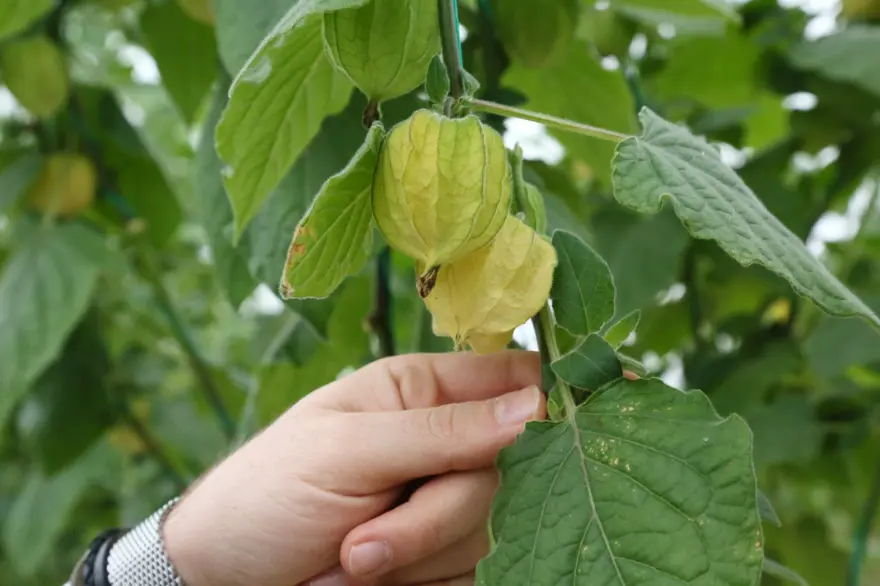 Altın çilek hasadı başladı: Kilosu 150 lira 2