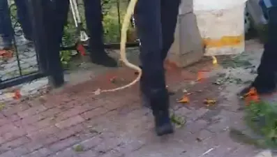 Bursa'da yılan paniği! Sitenin bahçe kapısına dolandı