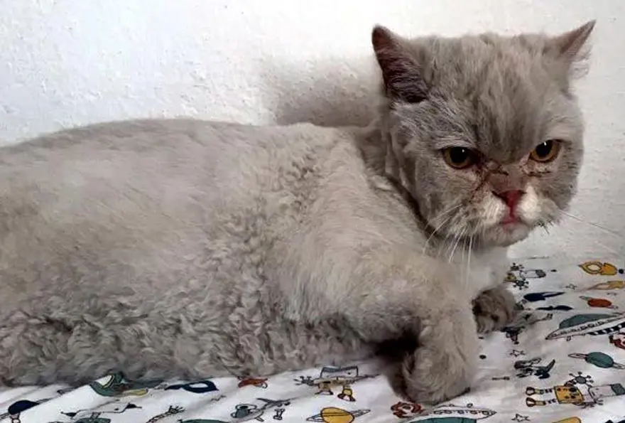 Kayıp kedi minibüsün kaportasından çıktı 4 Kayıp kedi minibüsün kaportasından çıktı 4