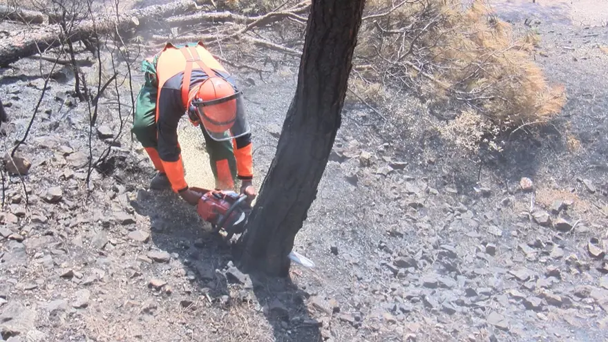 Heybeliada&#x27;da 1700 ağaç yandı: Yeşillendirme çalışması başladı 11