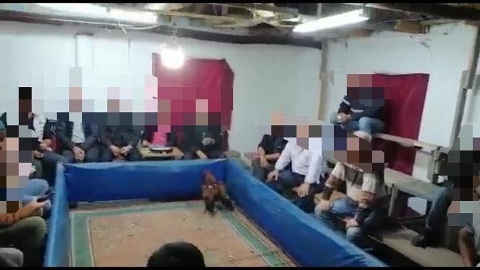 Horoz dövüştüren 31 kişiye toplam 56 bin lira para cezası
