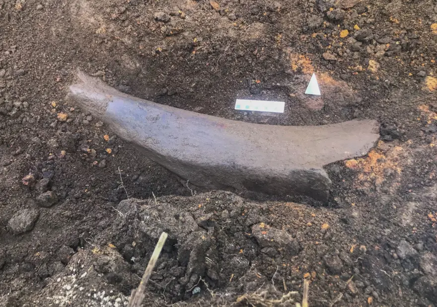 Kahramanmaraş'ta ekim için sürülen tarlada fil fosili bulundu 2