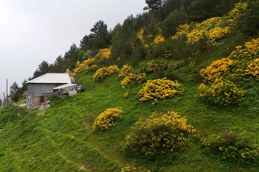 ''Sarı komar'' adıyla da biliniyor: Zigana Dağı'nı altın gibi süsledi 6 ''Sarı komar'' adıyla da biliniyor: Zigana Dağı'nı altın gibi süsledi 6