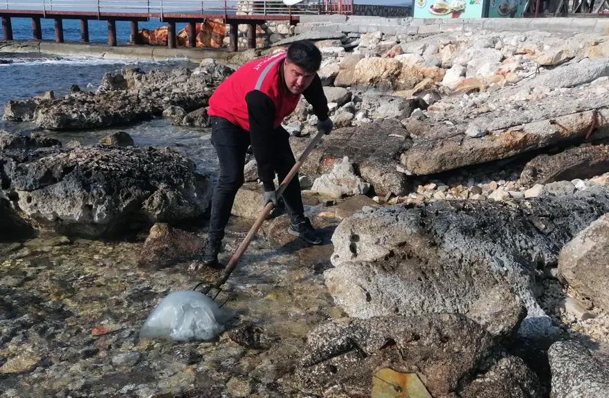 Sahile ölüdenizanaları vurdu, uzmanlar uyardı: Dokunmayın 1