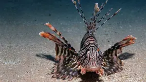 İnsanlık, tarihte ilk kez bir denizin değişimine tanıklık ediyor: Akdeniz tropikleşiyor