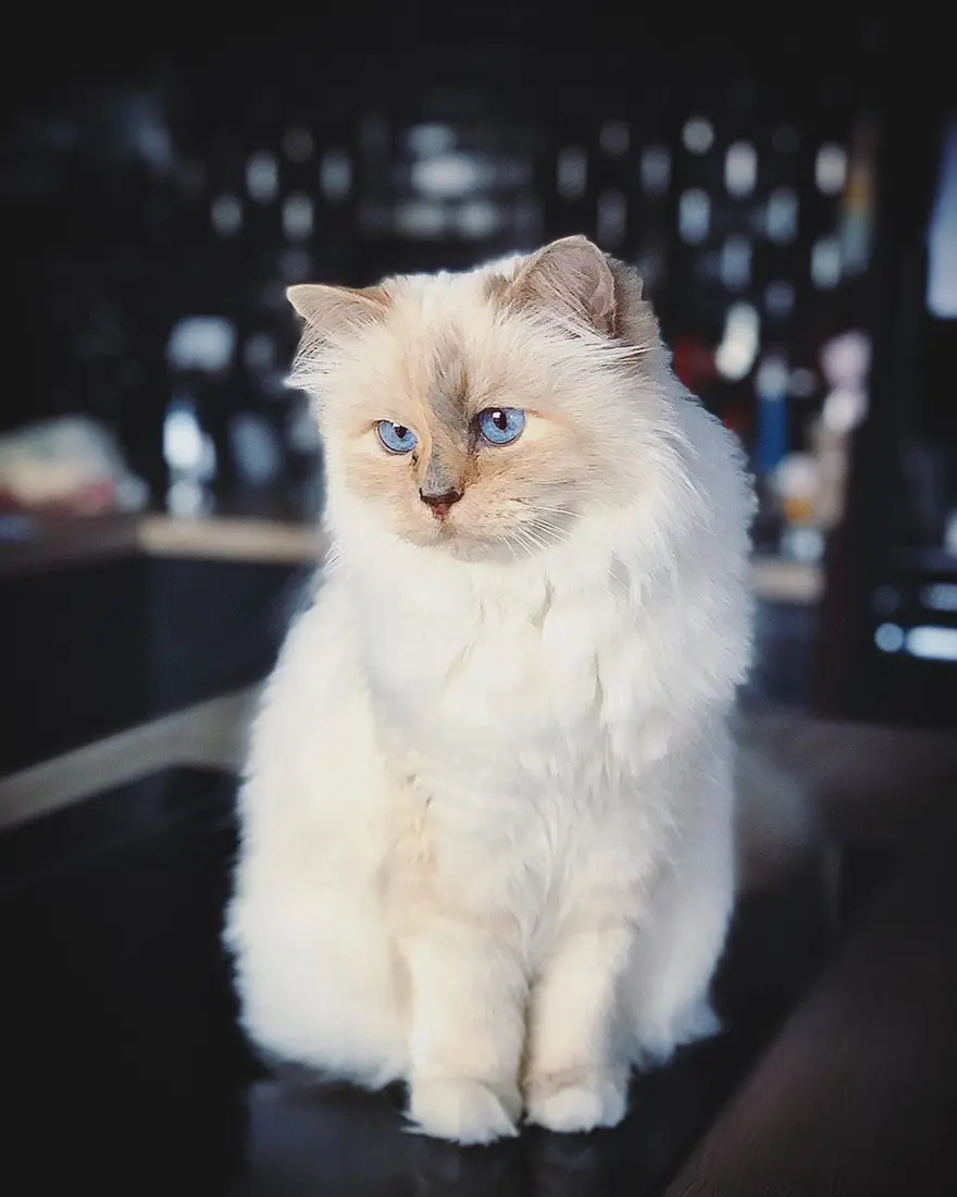 Karl Lagerfeld'in kedisi Choupette mirasın tadını Paris'te çıkarıyor Karl Lagerfeld'in kedisi Choupette mirasın tadını Paris'te çıkarıyor