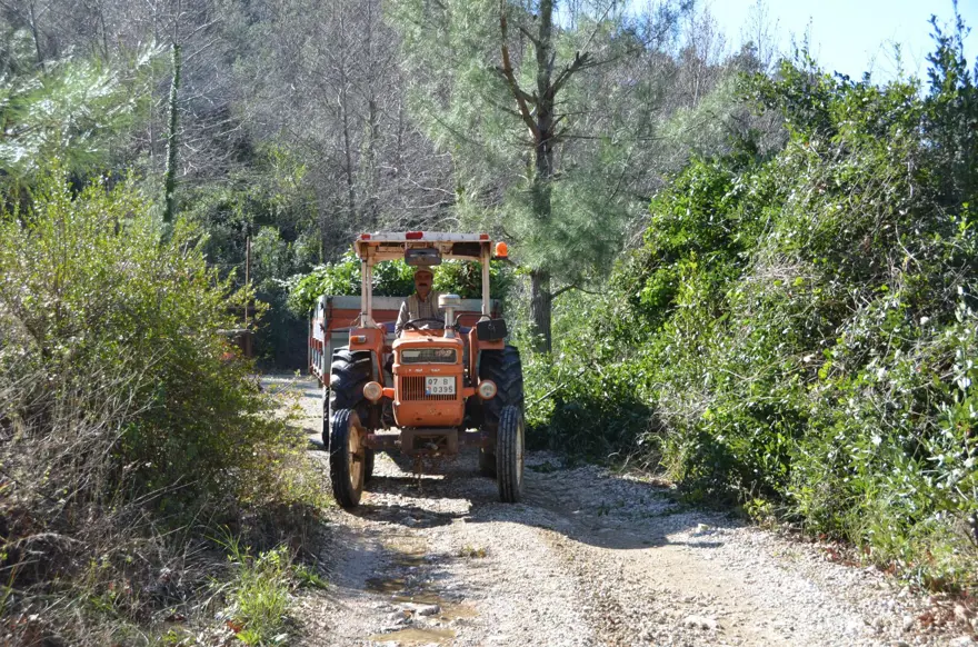 Kendiliğinden yetişiyor, 100 ailenin gelir kaynağı: Antalya'da dünyaya yayılıyor 1