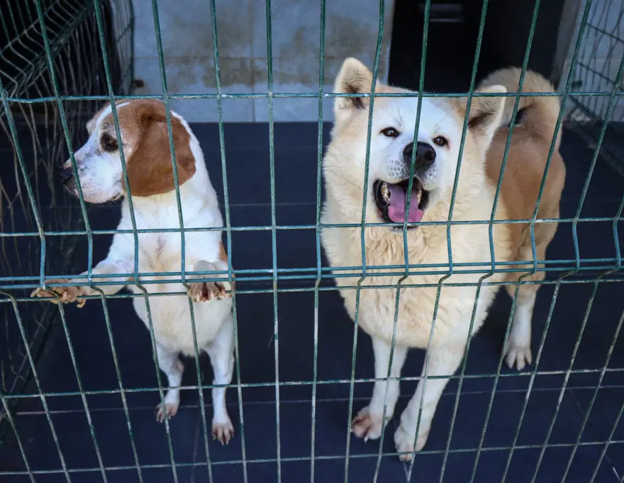 Kedi köpek otelinde bayram yoğunluğu 8 Kedi köpek otelinde bayram yoğunluğu 8