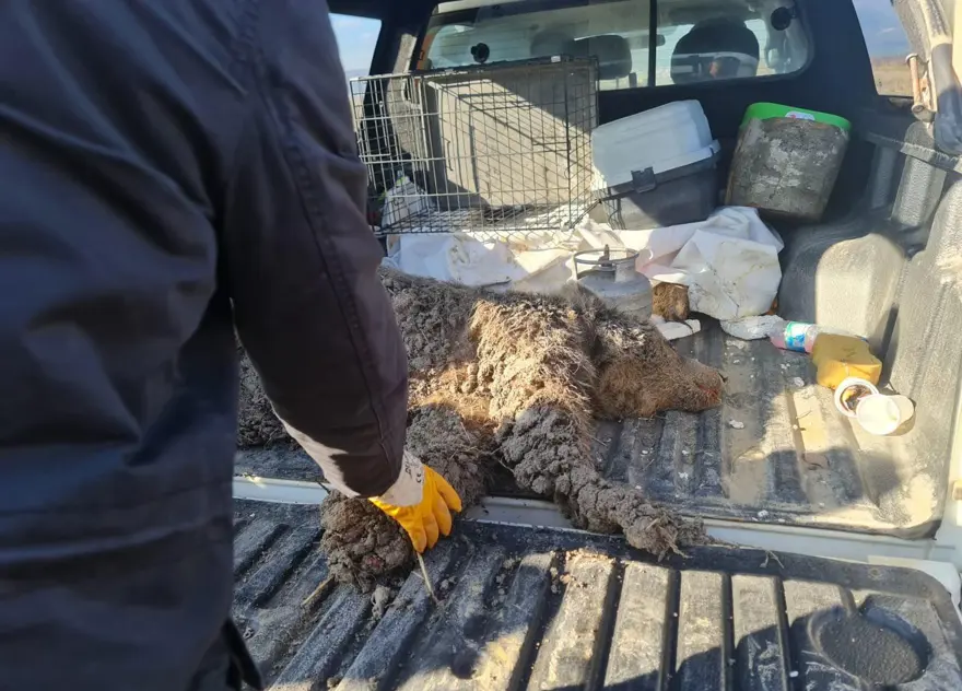 ''AYI İSTİLASINA UĞRUYORUZ'' 2