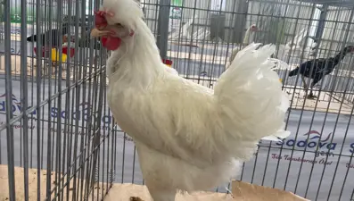 Karadeniz'in Gugullisi: Balıkesir'de ilgi odağı oldu