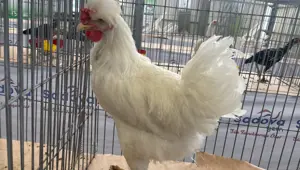 Karadeniz'in Gugullisi: Balıkesir'de ilgi odağı oldu