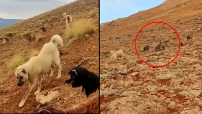 Koyunlara saldıran ayıları kangal köpekleri uzaklaştırdı