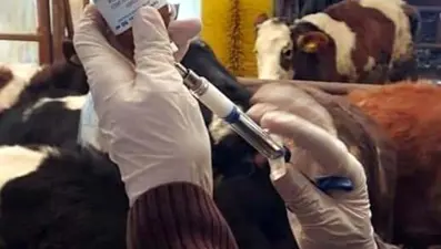 Seferihisar'daki şap şüphesi asılsız çıktı