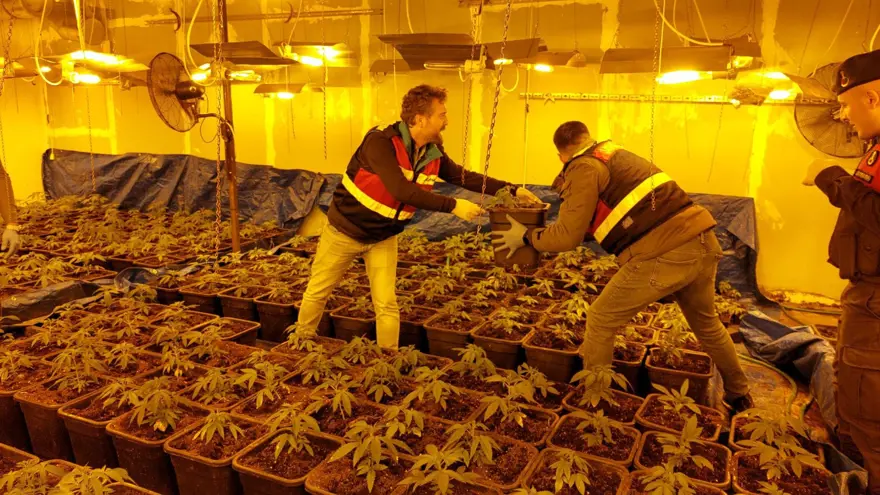 Dışı fabrika içi uyuşturucu serası 