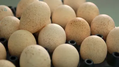 Neden hindi yumurtası yemeyiz?