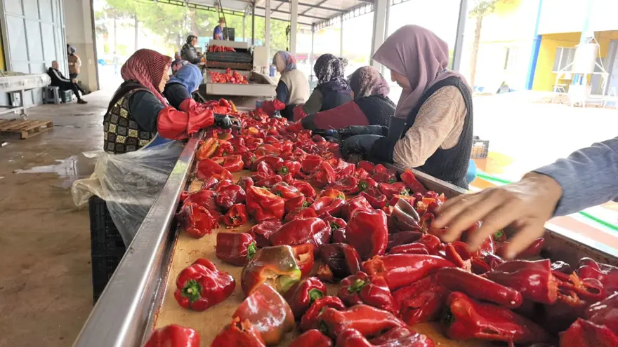 Bursa'da üretilip, Hollanda'ya gönderiliyor: Bin 500 ton ihraç edilecek 2