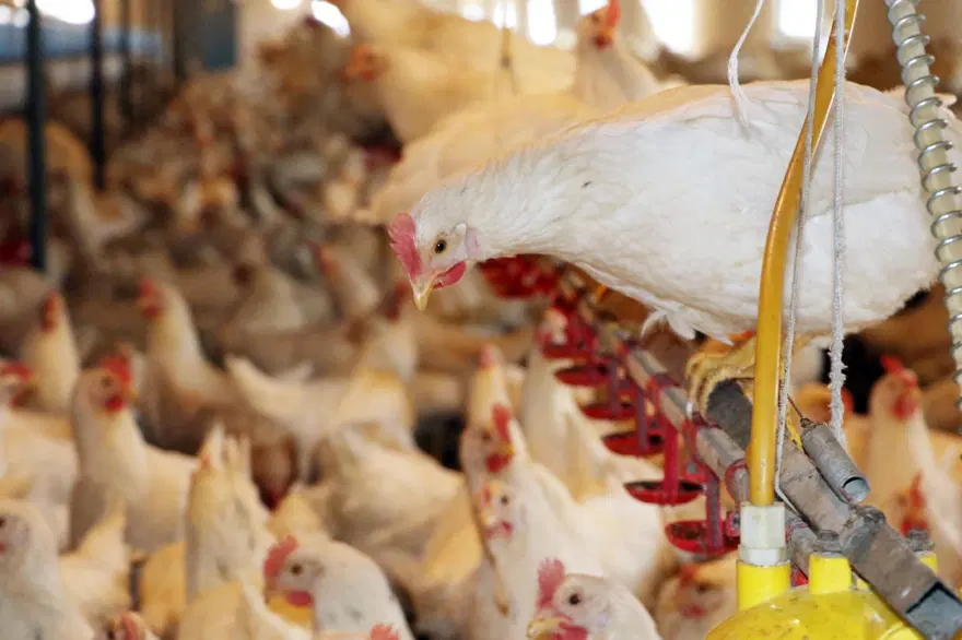 Coşkun Sabah tavuk çiftliğini açtı 7