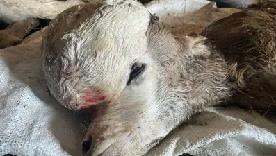 Anomalili doğan buzağı şaşkınlığa neden oldu: "İlk defa gördük"