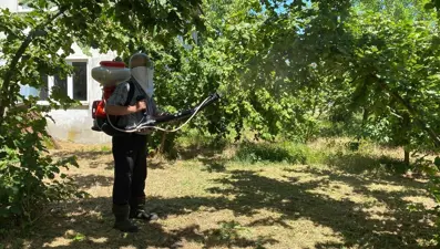 Mücadele etmek zor, diğerlerine benzemiyor! Çiftçinin umudu kükürt ve samuray arısında