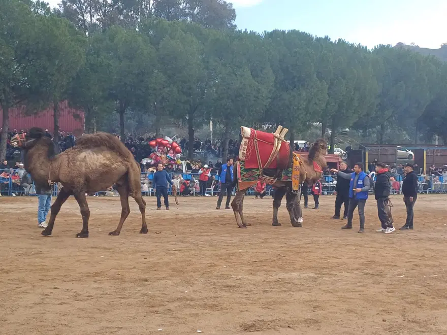 Pehlivan develer arenada kozlarını paylaştı 4