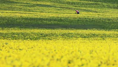 Yaylalar çiçeklerle kaplandı