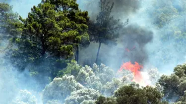 Kozan’da orman yangını