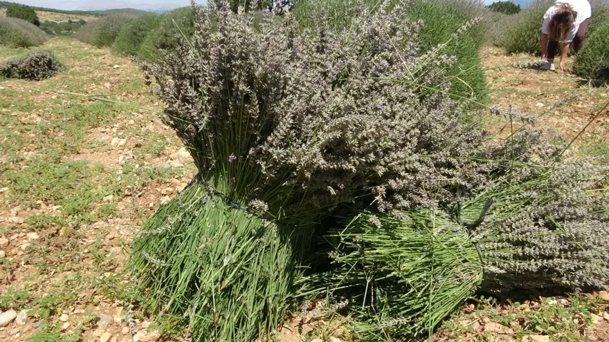 Türkiye'den dünya pazarına satılıyor! Köyde hasat başladı, hoş kokusuyla mest ediyor 1 Türkiye'den dünya pazarına satılıyor! Köyde hasat başladı, hoş kokusuyla mest ediyor 1