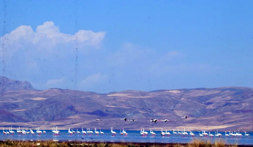 Erçek Gölü'nde flamingo bereketi 1