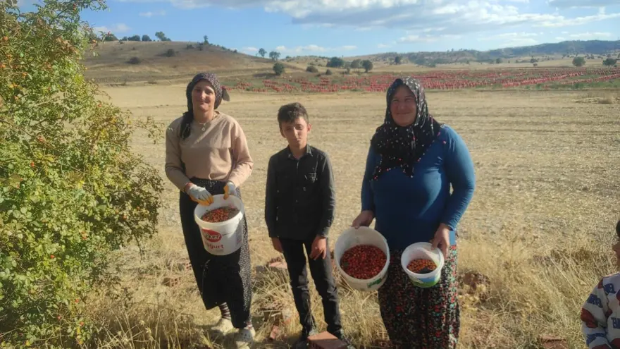 Doğadan toplaması çok zahmetli: C vitamini deposu, kışın vazgeçilmezi Doğadan toplaması çok zahmetli: C vitamini deposu, kışın vazgeçilmezi