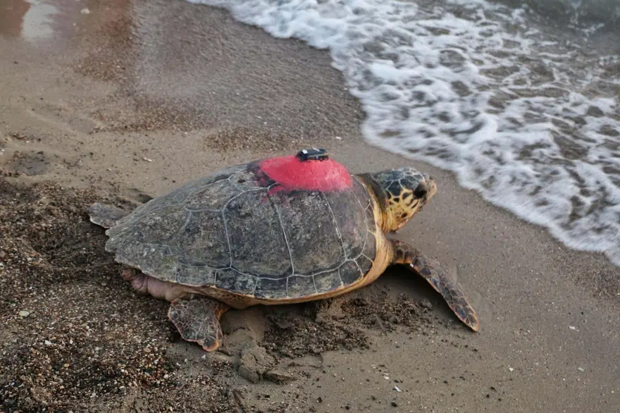 56 caretta carettadan haber yok 5