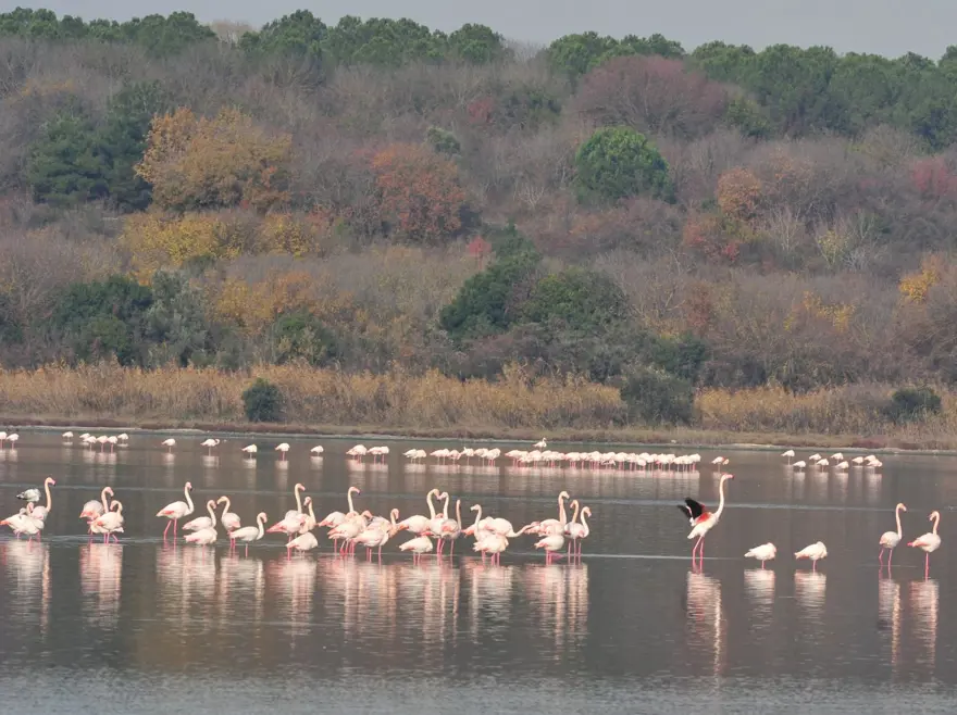 KIRMIZI LİSTEDEKİ DİKKUYRUK HERSEK LAGÜNÜ'NDE' 4 KIRMIZI LİSTEDEKİ DİKKUYRUK HERSEK LAGÜNÜ'NDE' 4