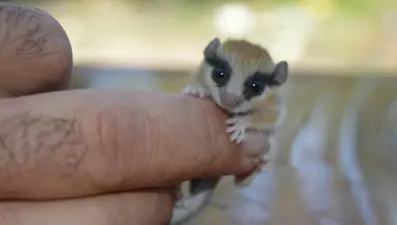 Afyonkarahisar'da nesli tehlike altında olan ağaç yediuyuru görüldü