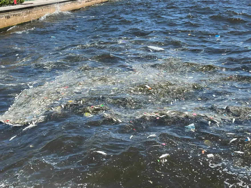 İzmir Körfezi'nde endişelendiren görüntü: Balık ölümleri başladı 3