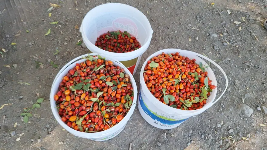 Doğadan tek tek toplanıyor: 100 gramında bir kasa portakala eşdeğer C vitamini var 3 Doğadan tek tek toplanıyor: 100 gramında bir kasa portakala eşdeğer C vitamini var 3