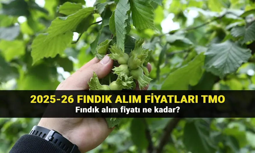 TMO fındık alım fiyatları 2025-26: Girsun, levant ve sivri fındık alım fiyatı ne kadar? 