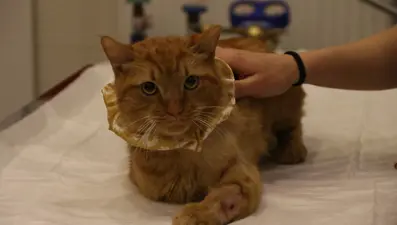 Sıkıştığı motorda bir ayağını kaybeden kediyi üniversite öğrencisi sahiplendi