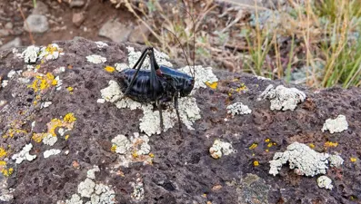 Yamyam cırcır böcekleri yolları istila etti: Kar küreme araçları devrede