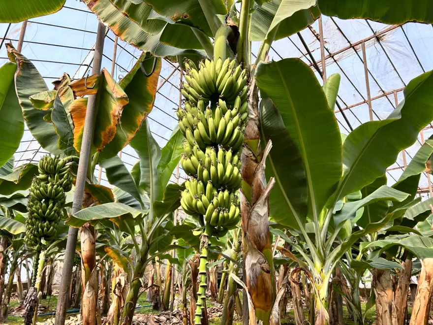 Kilosu 45 TL'den alıcı buluyor: Zirai don afeti etkilemişti 3