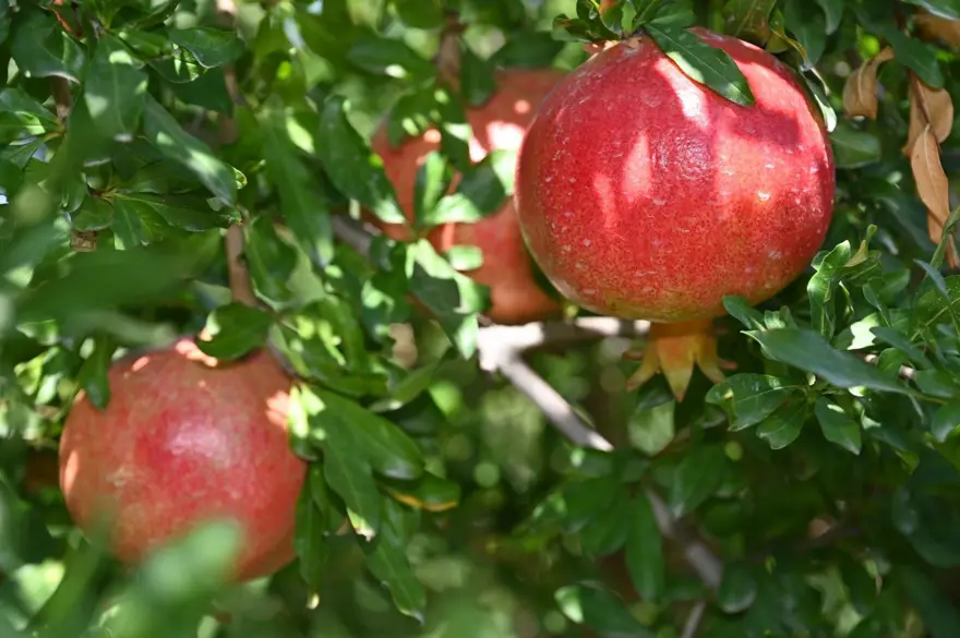 Denizli’de hasat başladı: Türkiye'de üretimde 5’inci sırada Denizli’de hasat başladı: Türkiye'de üretimde 5’inci sırada