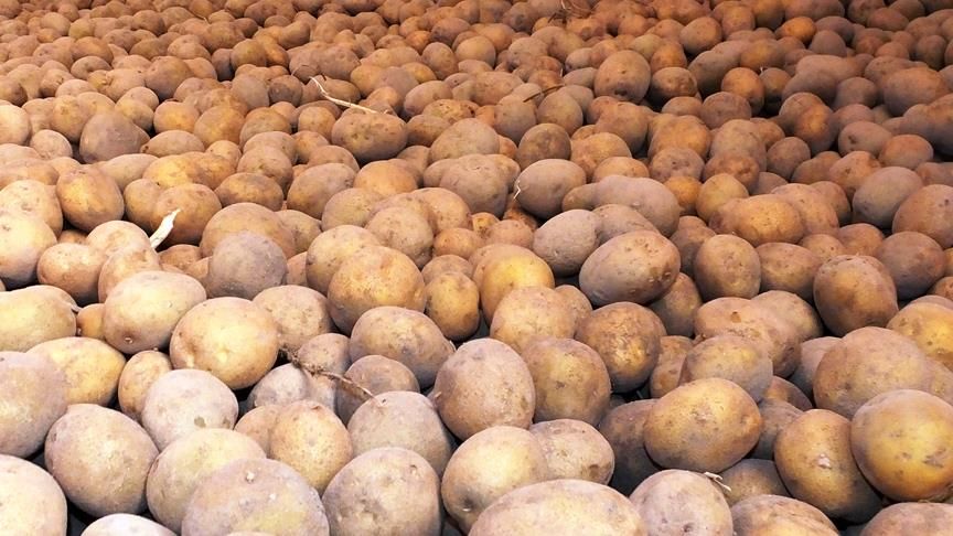 Patatesin sırrı çözüldü: Atalarından biri çok şaşırtacak