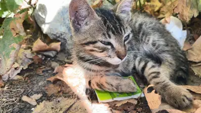 Sosyal medyada tepki çeken görüntüler: Yavru kediyi balkona fırlattılar