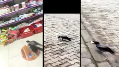 Karga'nın pinpon topuyla imtihanı