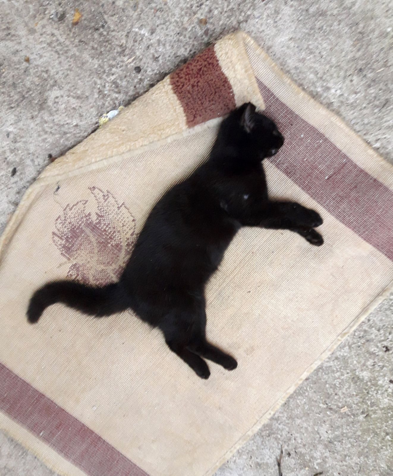 Kemer'de 17 kedi ve 3 tavuk zehirlenerek öldürüldü