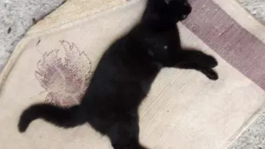 Kemer'de 17 kedi ve 3 tavuk zehirlenerek öldürüldü