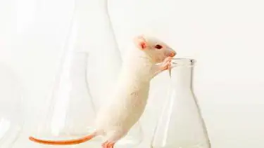 Deney hayvanlarına koruma