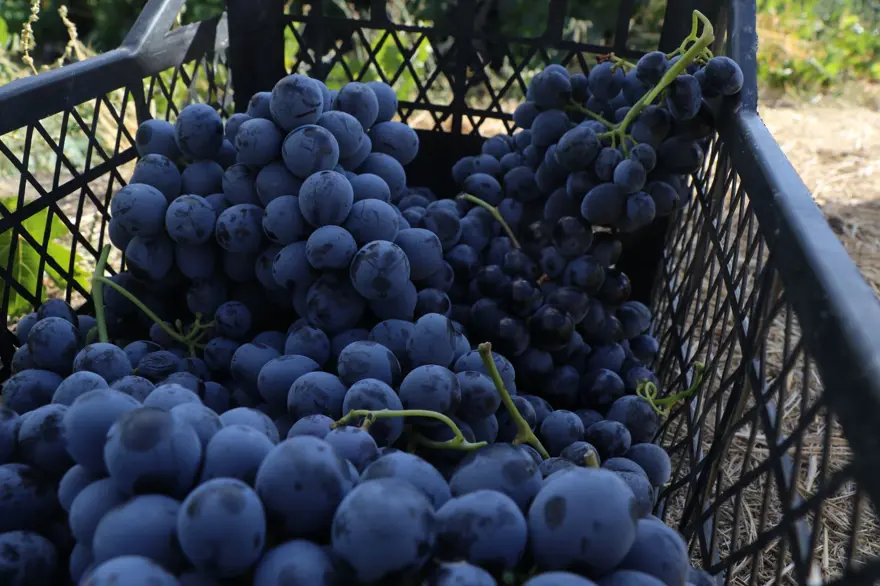 Şeker oranı düşük, tescilli lezzet: Sabahın ilk ışıklarında hasat mesaisi 2 Şeker oranı düşük, tescilli lezzet: Sabahın ilk ışıklarında hasat mesaisi 2
