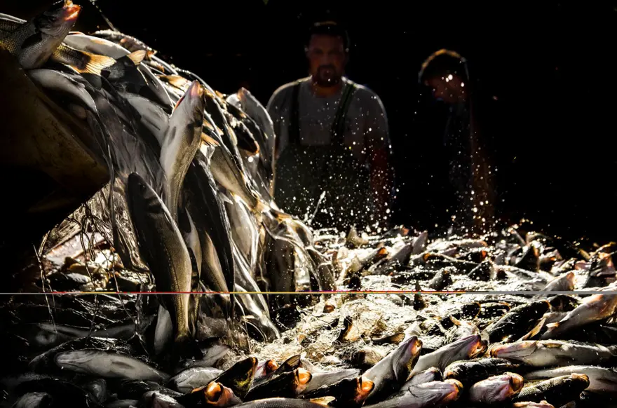 Balık fotoğrafı yarışmasında kazananlar belli oldu 1