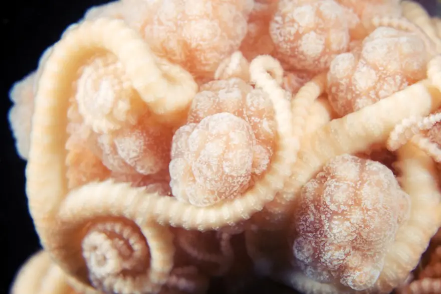 Beyaz Deniz'in harikaları 83