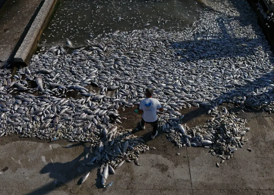 İzmir Körfezi'nde korkutan tablo! Balık ölümleri devam ediyor 1