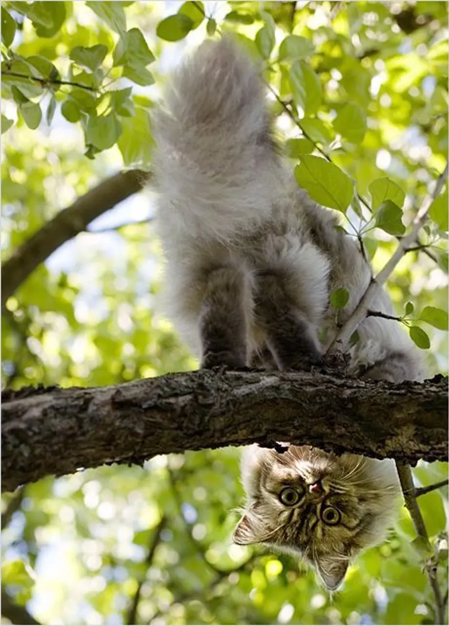 İnternetin yeni fenomenleri 126